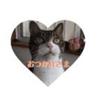 アルとかなめ（個別スタンプ：11）