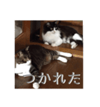 アルとかなめ（個別スタンプ：13）