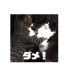 アルとかなめ（個別スタンプ：15）