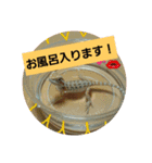 フトアゴベビーちゃん（個別スタンプ：3）