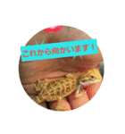 フトアゴベビーちゃん（個別スタンプ：7）