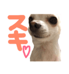 ゆちゅんすた2（個別スタンプ：5）