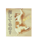 もっちースタンプ3だよ（個別スタンプ：2）