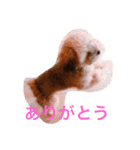 モモちゃんの日常（個別スタンプ：7）