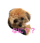 モモちゃんの日常（個別スタンプ：9）