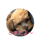 モモちゃんの日常（個別スタンプ：14）