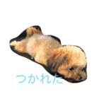 モモちゃんの日常（個別スタンプ：15）