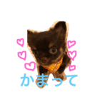チョコ先生1（個別スタンプ：1）