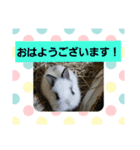 うさ＆わんstamp（個別スタンプ：2）