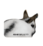 うさ＆わんstamp（個別スタンプ：3）