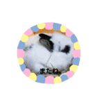 うさ＆わんstamp（個別スタンプ：4）