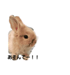 うさ＆わんstamp（個別スタンプ：5）