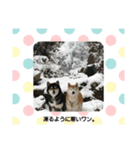 うさ＆わんstamp（個別スタンプ：6）