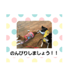 うさ＆わんstamp（個別スタンプ：8）