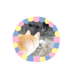 うさ＆わんstamp（個別スタンプ：10）