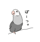 コザクラインコの日常（個別スタンプ：1）