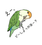 コザクラインコの日常（個別スタンプ：2）