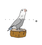 コザクラインコの日常（個別スタンプ：5）