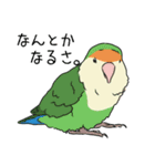 コザクラインコの日常（個別スタンプ：6）