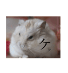 おもちたんの日常（個別スタンプ：1）