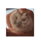 おもちたんの日常（個別スタンプ：8）