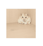 おもちたんの日常（個別スタンプ：12）