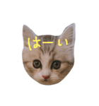 miu.nyan（個別スタンプ：2）