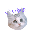 miu.nyan（個別スタンプ：3）