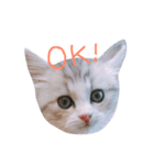 miu.nyan（個別スタンプ：4）