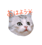 miu.nyan（個別スタンプ：5）