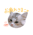 miu.nyan（個別スタンプ：6）