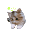 miu.nyan（個別スタンプ：7）
