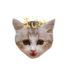 miu.nyan（個別スタンプ：13）