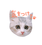 miu.nyan（個別スタンプ：15）