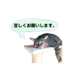 チップ＆ロコ（個別スタンプ：15）
