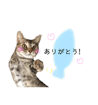 チップ＆ロコ（個別スタンプ：20）