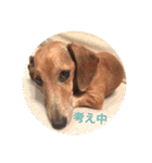 ジョンのスタンプ  わんこ  Mダックス犬（個別スタンプ：1）
