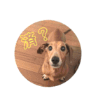 ジョンのスタンプ  わんこ  Mダックス犬（個別スタンプ：4）