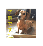 ジョンのスタンプ  わんこ  Mダックス犬（個別スタンプ：6）
