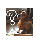 ジョンのスタンプ  わんこ  Mダックス犬（個別スタンプ：7）