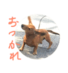 ジョンのスタンプ  わんこ  Mダックス犬（個別スタンプ：10）