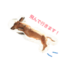 ジョンのスタンプ  わんこ  Mダックス犬（個別スタンプ：11）