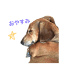 ジョンのスタンプ  わんこ  Mダックス犬（個別スタンプ：12）