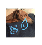 ジョンのスタンプ  わんこ  Mダックス犬（個別スタンプ：13）
