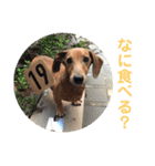 ジョンのスタンプ  わんこ  Mダックス犬（個別スタンプ：14）