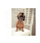 ジョンのスタンプ  わんこ  Mダックス犬（個別スタンプ：15）
