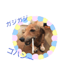 ジョンのスタンプ  わんこ  Mダックス犬（個別スタンプ：17）