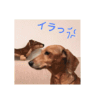 ジョンのスタンプ  わんこ  Mダックス犬（個別スタンプ：19）
