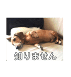 ジョンのスタンプ  わんこ  Mダックス犬（個別スタンプ：21）