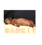 ジョンのスタンプ  わんこ  Mダックス犬（個別スタンプ：23）
